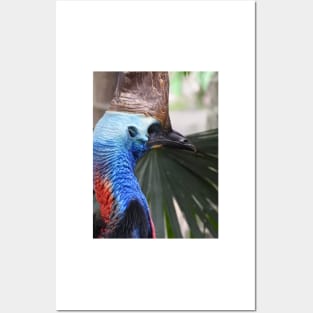 Cassowary Posters and Art